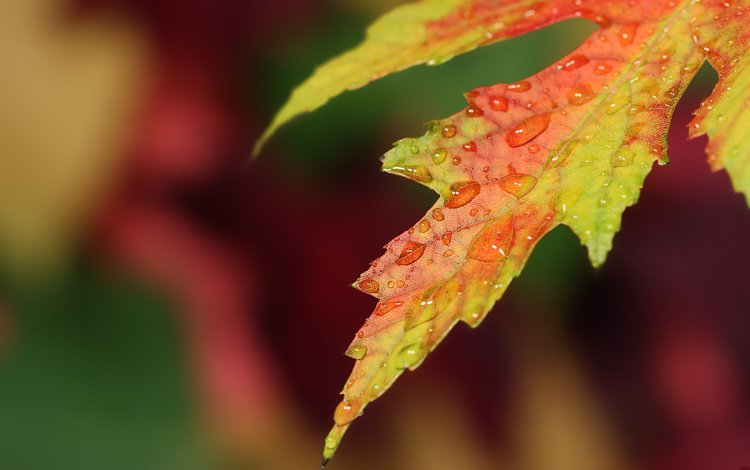 макро, капли, осень, лист, размытие, macro, drops, autumn, sheet, blur