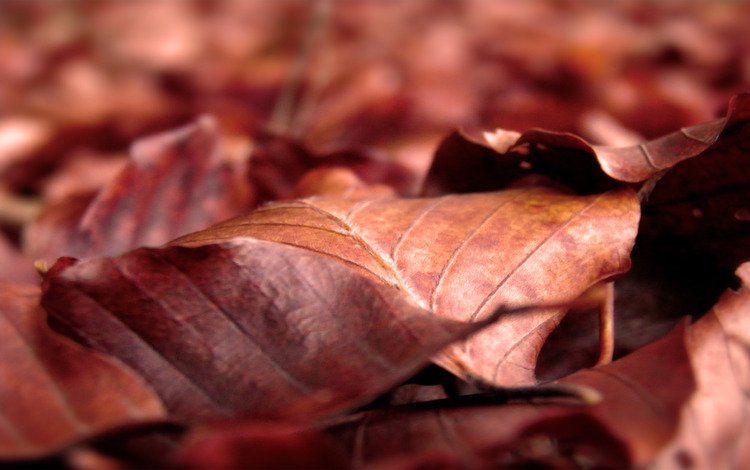 листья, макро, осень, листопад, сухие, leaves, macro, autumn, falling leaves, dry