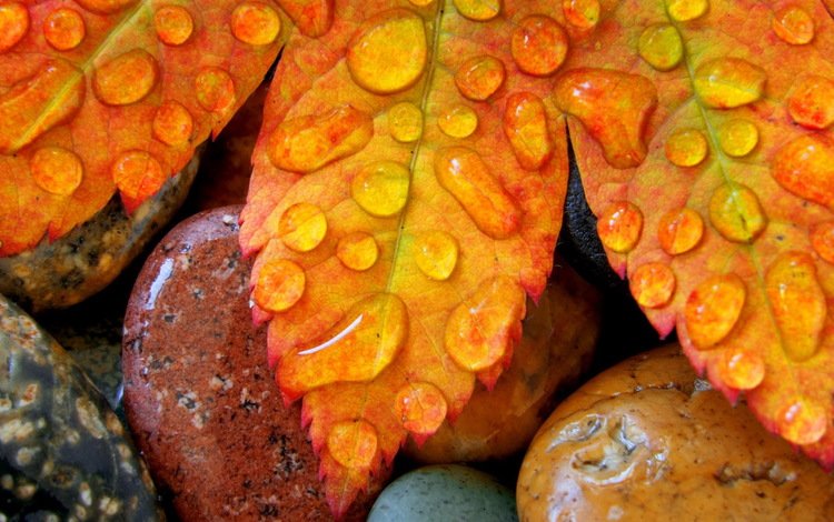 камни, листья, капли, осень, лист, клен, stones, leaves, drops, autumn, sheet, maple