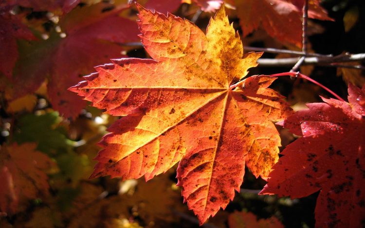 ветка, природа, листья, макро, осень, клен, branch, nature, leaves, macro, autumn, maple