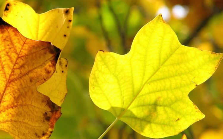 листья, макро, осень, прожилки, желтые, leaves, macro, autumn, veins, yellow