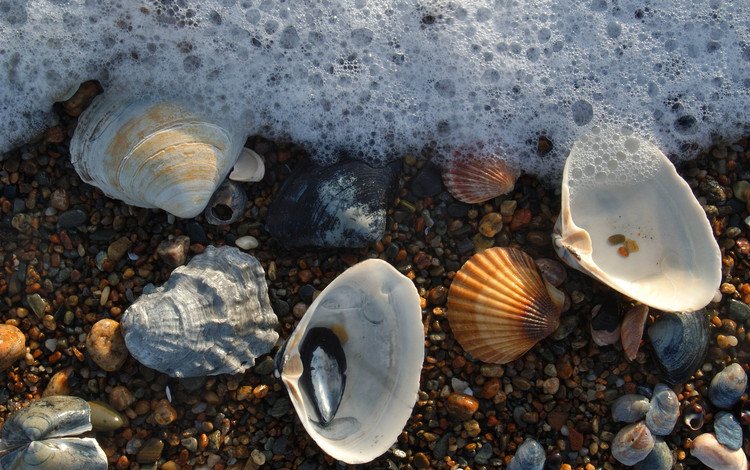 вода, камни, макро, море, пляж, ракушки, морская пена, water, stones, macro, sea, beach, shell, sea foam