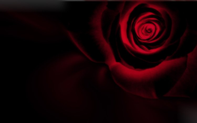 роза, черный фон, инверсия, rose, black background, inversion