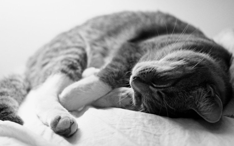 серый кот спит, grey cat sleeping