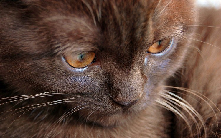 глаза, кошка, взгляд, котенок, шоколадный котенок, eyes, cat, look, kitty, chocolate kitten