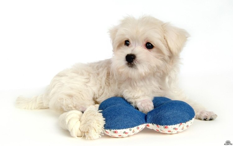 белый, щенок, красивый, white, puppy, beautiful