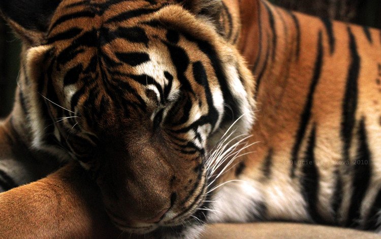тигр, хищник, большая кошка, спящий тигр, tiger, predator, big cat, the sleeping tiger