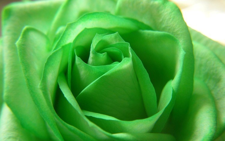 цветок, роза, beautiful nature wallpapers, цветком, грин, зеленая роза, flower, rose, green, green rose