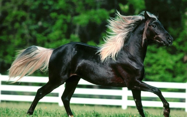 лошадь, черный, конь, красивая, horse, black, beautiful