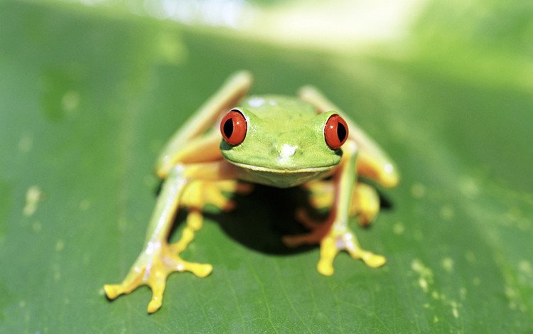 лист, лягушка, красные глаза, лягушка на зеленом фоне, зелено-желтая, sheet, frog, red eyes, frog on a green background, green-yellow