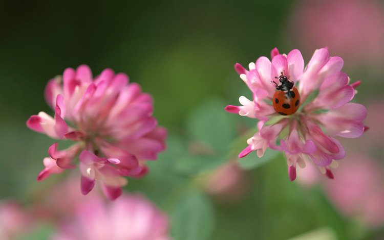 клевер, насекомое, божья коровка, розовый, clover, insect, ladybug, pink