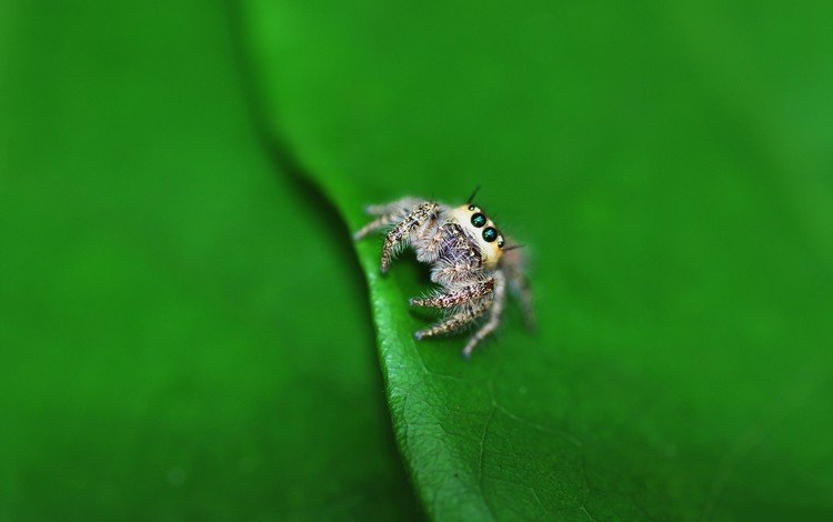 глаза, маленький, лист, насекомые, паук, лапки, паучок, eyes, small, sheet, insects, spider, legs