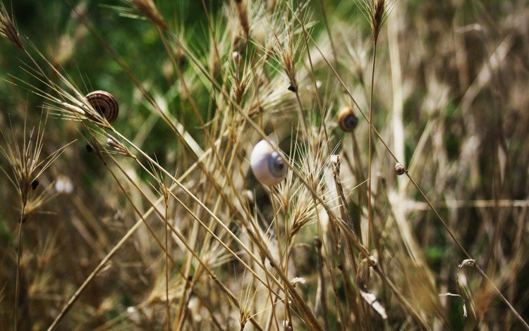 трава, насекомые, колоски, улитки, grass, insects, spikelets, snails