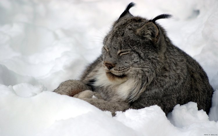 снег, зима, рысь, хищник, дикая кошка, snow, winter, lynx, predator, wild cat