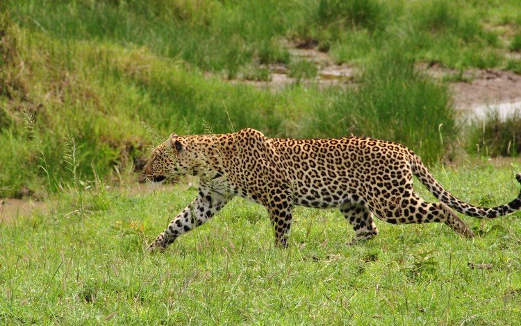 трава, леопард, хищник, дикая кошка, крадётся, красивый леопард, grass, leopard, predator, wild cat, sneaks, beautiful leopard