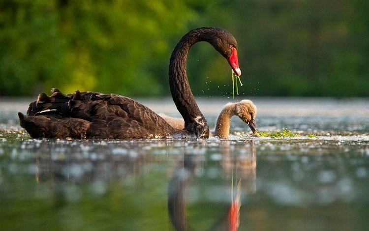 вода, черный лебедь, птенец, отражение, черный, птицы, клюв, перья, лебедь, water, black swan, chick, reflection, black, birds, beak, feathers, swan