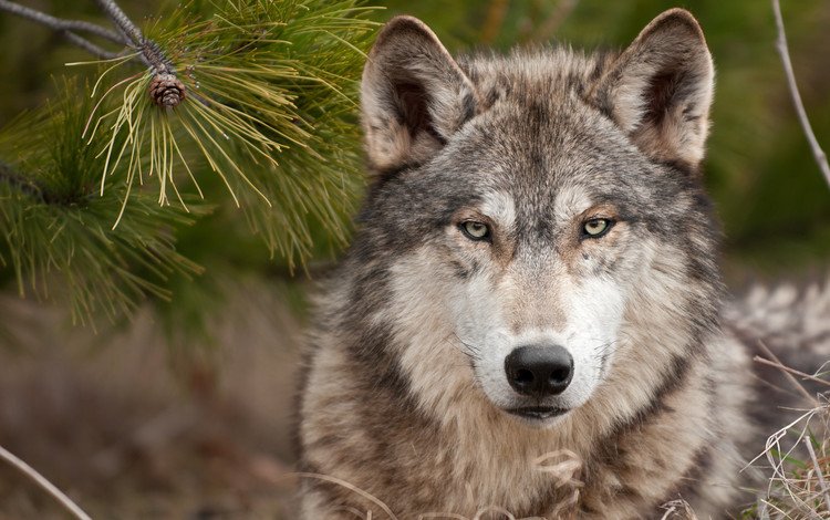 морда, лес, хвоя, взгляд, хищник, волк, волк в лесу, face, forest, needles, look, predator, wolf, wolf in the forest