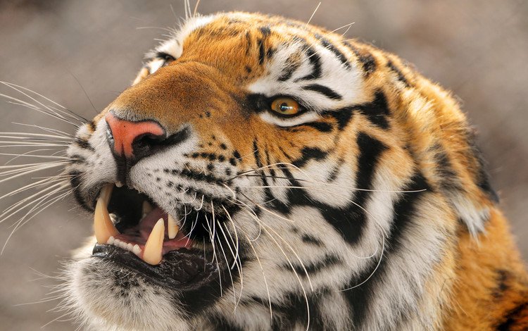 тигр, морда, хищник, амурский тигр, оскал тигра, tiger, face, predator, the amur tiger, grin of a tiger