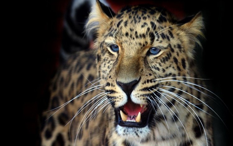 фон, усы, взгляд, леопард, оскал, темный, background, mustache, look, leopard, grin, dark
