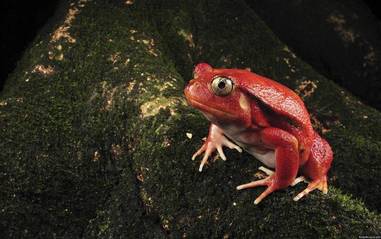 красная, лягушка, мох, окрас, необычная, жаба, земноводные, red, frog, moss, color, unusual, toad, amphibians
