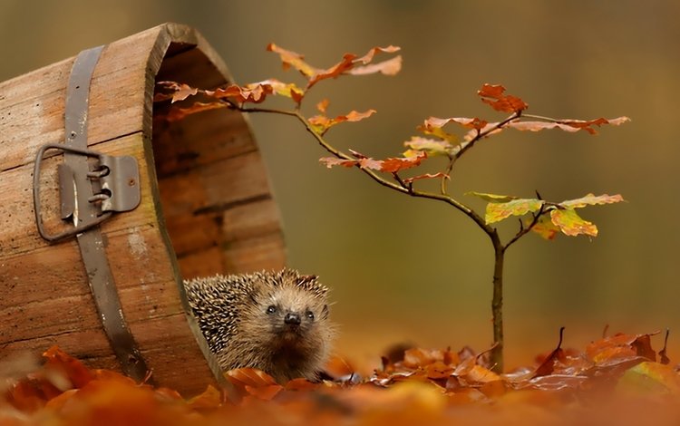 листва, осень, ежик, foliage, autumn, hedgehog