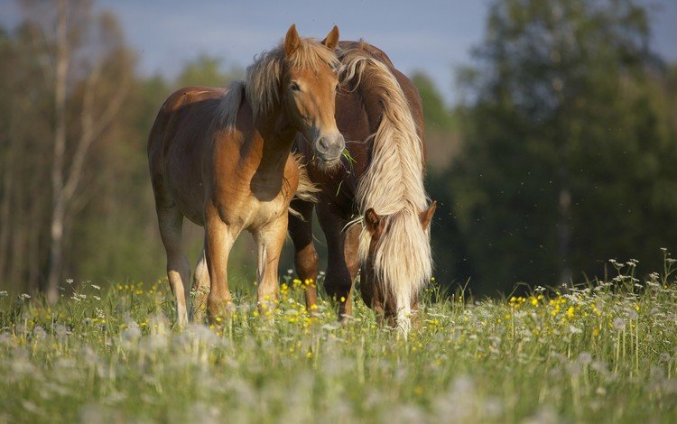 цветы, трава, природа, лето, лошади, конь, лошадки в траве, flowers, grass, nature, summer, horse, horses in the grass
