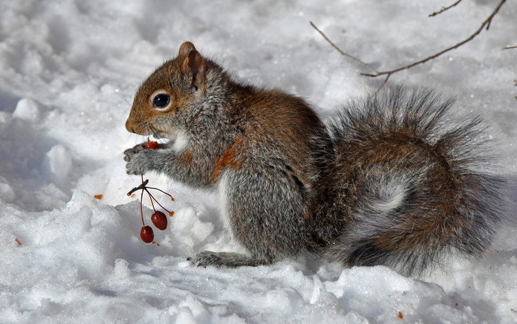 снег, зима, ягоды, животное, белка, зверек, белочка, грызун, snow, winter, berries, animal, protein, squirrel, rodent