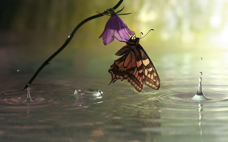 макро, колокольчик, насекомое, цветок, капли, бабочка, крылья, дождь, лужа, macro, bell, insect, flower, drops, butterfly, wings, rain, puddle