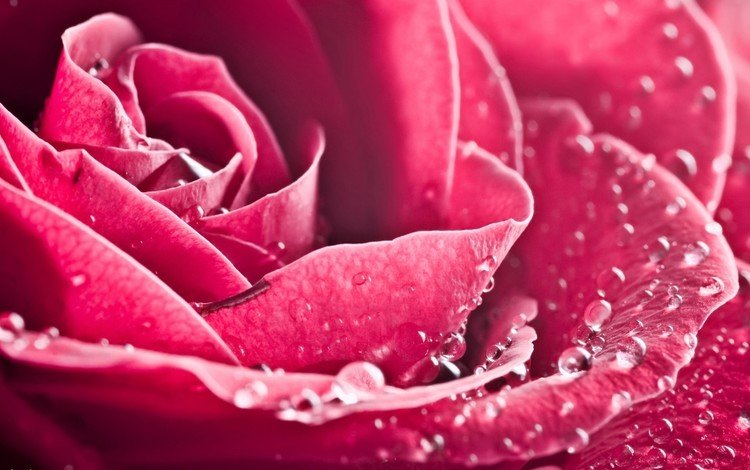 роза, лепестки, красная, rose, petals, red