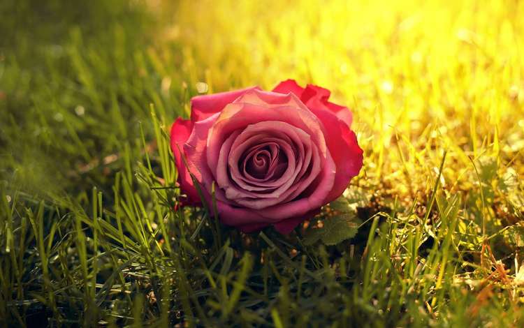 трава, солнце, цветок, роза, солнечный свет, grass, the sun, flower, rose, sunlight