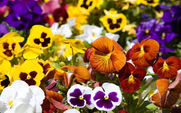 цветы, разноцветные, анютины глазки, flowers, colorful, pansy