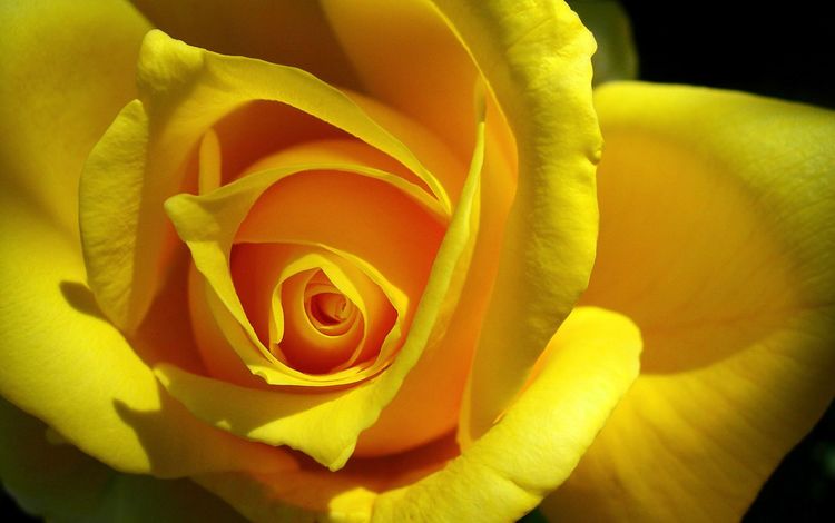 цветок, роза, лепестки, бутон, жёлтая, крупным планом, flower, rose, petals, bud, yellow, closeup