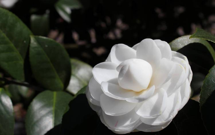 роза, белая, rose, white