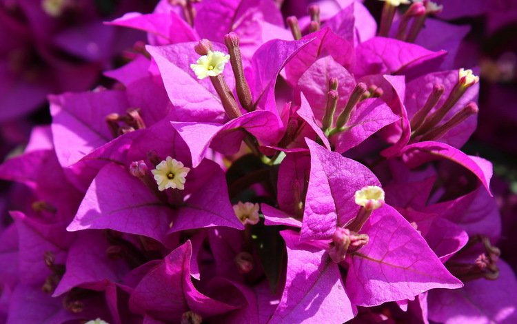 цветы, сиреневые, бугенвиллея, flowers, lilac, bougainvillea