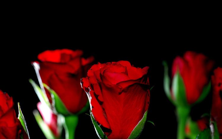 макро, фон, розы, красные, черный, черный фон, macro, background, roses, red, black, black background