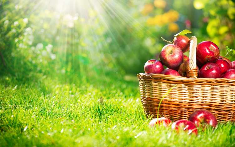 трава, фрукты, яблоки, корзина, плоды, grass, fruit, apples, basket