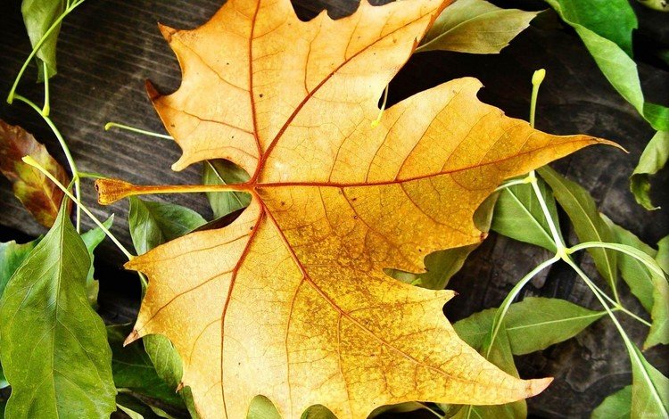 осень, кленовый лист, autumn, maple leaf