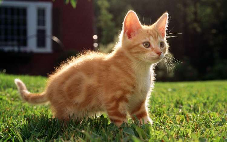 трава, кот, мордочка, кошка, взгляд, котенок, рыжий, grass, cat, muzzle, look, kitty, red