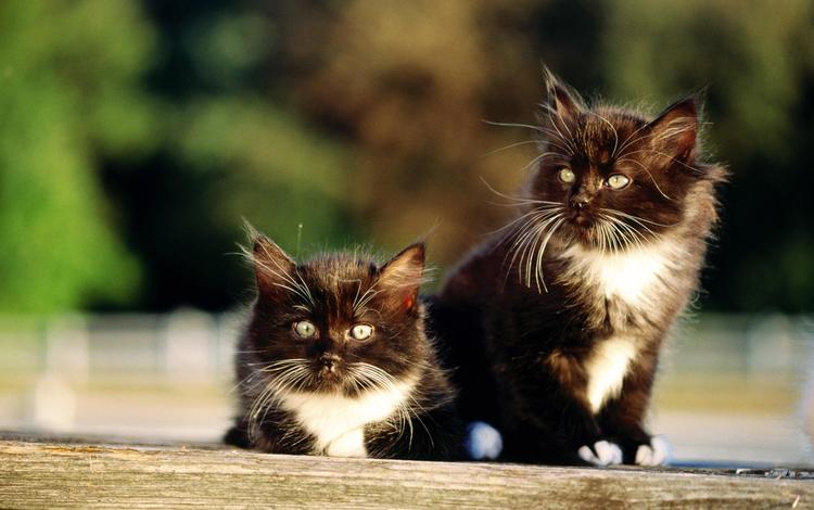 кошки, котята, два, чёрно-белые, котёнка, cats, kittens, two, black and white, kitten