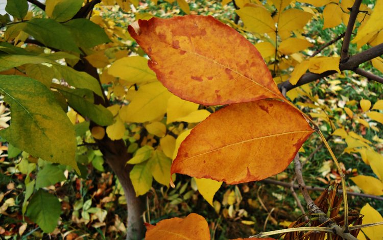 листья, крупный план, leaves, close-up