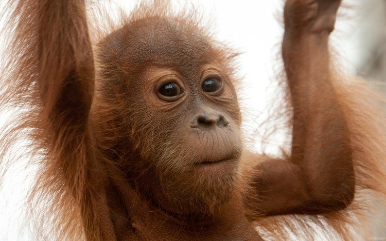 обезьяна, детеныш, орангутанг, monkey, cub, orangutan