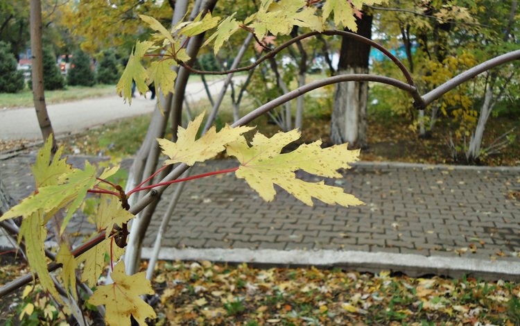 осень, желтые листья, пасмурный день, autumn, yellow leaves, cloudy day