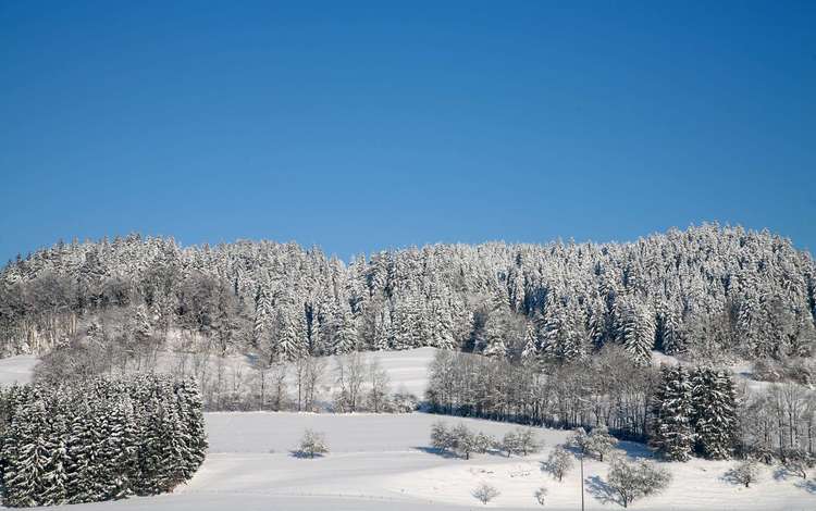 деревья, лес, зима, trees, forest, winter