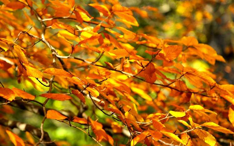 ветка, дерево, листья, осень, branch, tree, leaves, autumn
