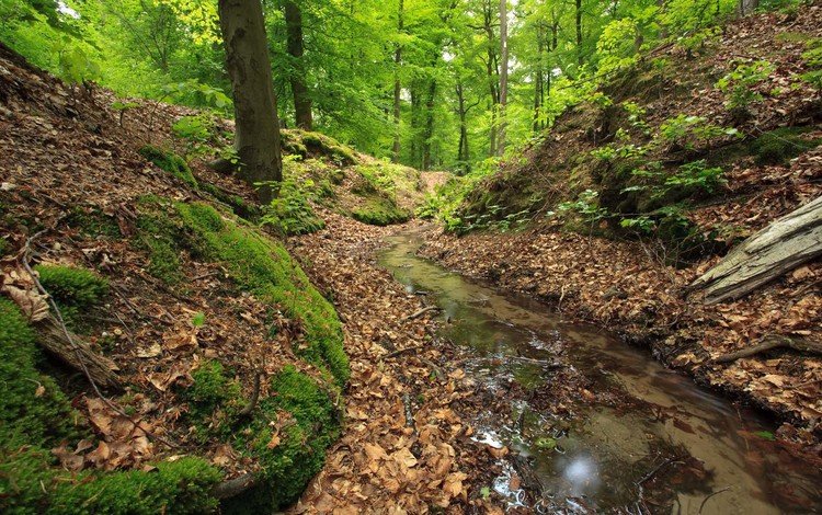 лес, ручей, forest, stream