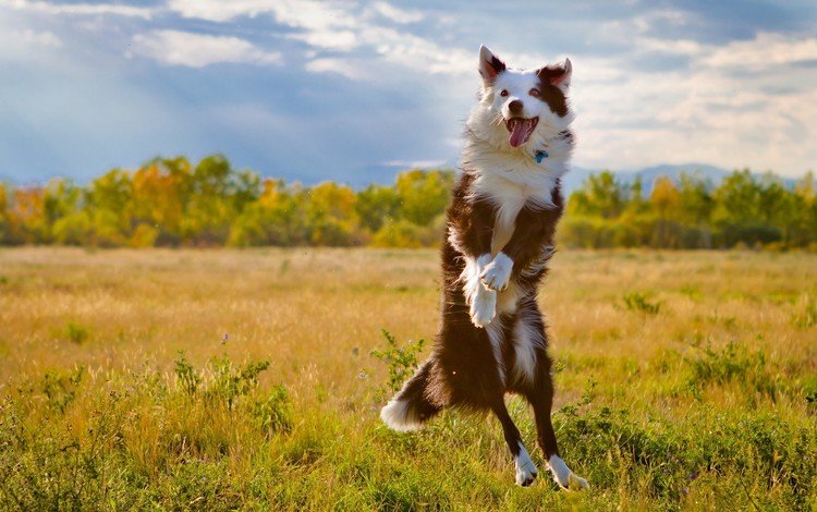 поле, собака, прыжок, язык, бордер-колли, field, dog, jump, language, the border collie