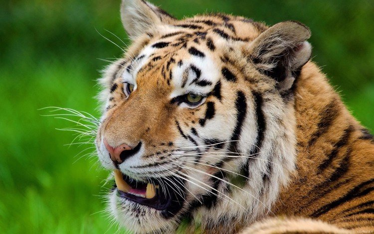 тигр, морда, полоски, усы, смотрит, хищник, отдых, серьёзный тигр, tiger, face, strips, mustache, looks, predator, stay, serious tiger