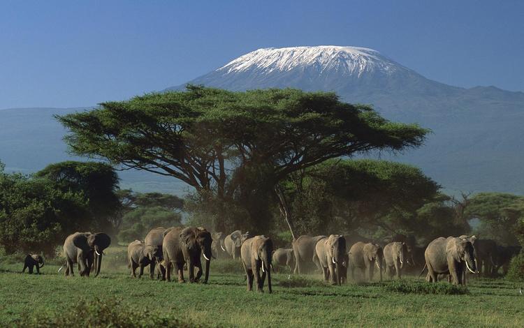 снег, гора, слоны, стадо, вершина, килиманджаро, занзибар, snow, mountain, elephants, the herd, top