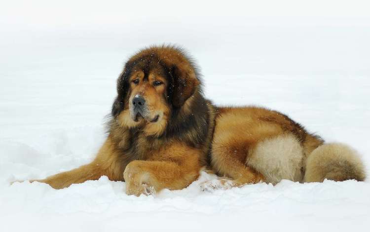 снег, тибетский мастиф, snow, tibetan mastiff