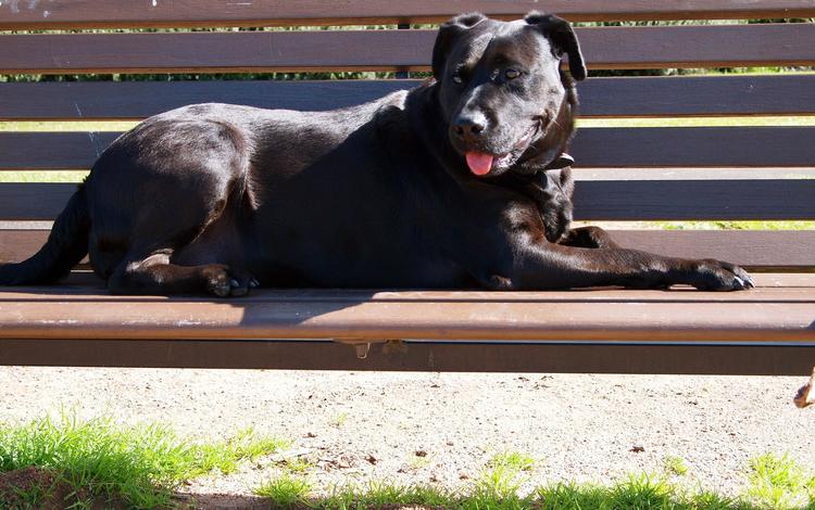 собака, скамейка, черная, кане-корсо, dog, bench, black, cane corso